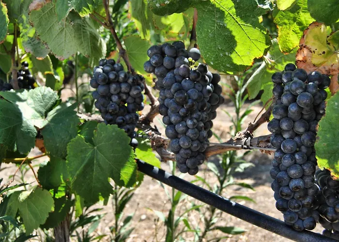 Rural El Mondalon Hotel Las Palmas de Gran Canaria